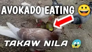 Takaw sa avocado kalapati ko 😋