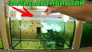 Уже невыносимо! Внес антибиотик в аквариум с Гуппи