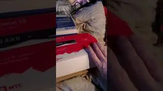 Находочки с помоечки - Как у котика на пузике 