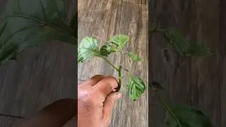 Propagating A Broken Pepper Branch In Water