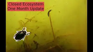 Backyard Ecosphere One Month Update