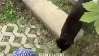 Спроси как дела у кисы