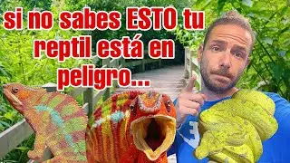 COMPORTAMIENTOS EXTRAÑOS? EVITA la MUERTE de tu REPTIL con ESTE VIDEO 🦎🐍🐢
