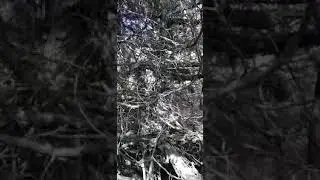 кабки андарак ови айни далер 2021 г.