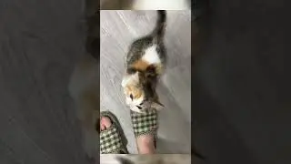 cats #catsmeme #cats #cat #day #thebest #catmemes #video #videoshort #catsshorts