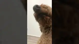 Coco dancing #dog #funny #catlover #cute #animals #puppy