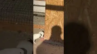 Голуби Tauben Pigeons ￼ Чернаносые