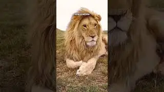 Time Never Heals Pain 💔| ft.LION #lion #lionquotes #sadstatus