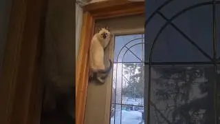 Spider Cat 😺🕷️ 
