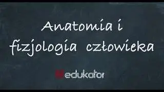 22. Anatomia i fizjologia człowieka  / tutorial edukator.pl