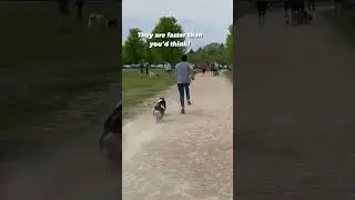 Corgis run faster than you’d think! 