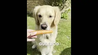 Fem snacks til hunden