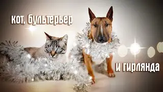 Кот пытается перегрызть гирлянду. Бультерьер с новогодней гирляндой. Пиксель и Дан.