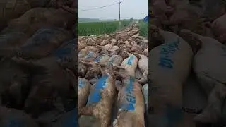 Mất chục tỉ trong đêm #shortsfeed #shots #tintuc