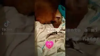 bebé Chihuahua 😍