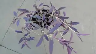Purple Heart Plant - Setcreassea Pallida