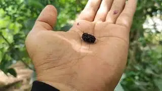 Pitas Tayo Mulberry sa Bukid, G!