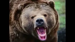 НЕ ДРАЗНИТЕ СОБАК (+) слова