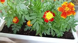 Growing Marigolds on the Balcony
