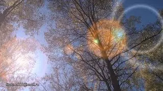 Осень. Листопад. Релакс / Autumn. Leaf fall. Relaxation