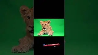 Lion cub sitting and tilting head Green Screen Effect #animals #lioncub #greenscreen #chromakey #vfx