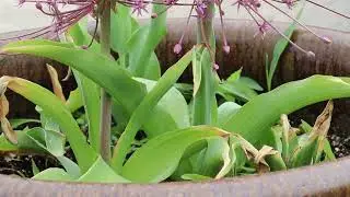 Tumbleweed Onion (Allium schubertii) - Plant Identification