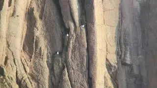Fulmars wheeling endlessly at Carn Boel / Trevilley colony, Land’s End, Cornwall
