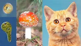 4. Unicellular vs Multicellular Life