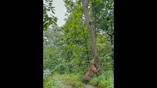 Tiger with what kind of