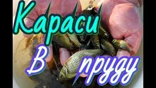 пруд на даче#9.караси в пруду на даче!много карасей.