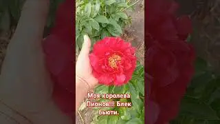 королева пионов. блек бьюти