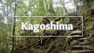 Kagoshima | New and Old Trees
