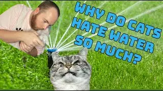 Why Do Cats Hate Water? - Paws 2 Care 4
