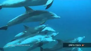 Are dolphins the earth's most intelligent animals?