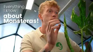 Everything I know about Monsteras!