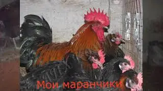 Marans abandoned/// Pros and cons of the Marans breed/// Chickens that lay colored eggs