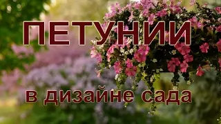 Петуния - украшение сада
