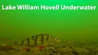 What Will Swim Past My Underwater Camera In Lake William Hovell?
