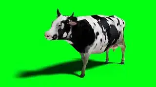 Green screen cow 🐮 Cow Dance green screen video