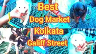 Galiff  Street Best Pet Dog Market In Kolkata | Best Pet Dog Market In Kolkata | Galiff Street pet