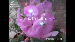 Flowers ازهار