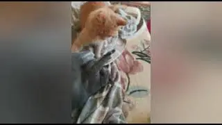 Ну и кто в доме хозяин?