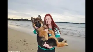 DOGS FOR SALE