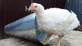 КОНУС ВБИВЦЯ - щоб птиця не ламала крила - вирощування бройлерів -