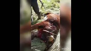 тигр пришел , съел корову и ушел.