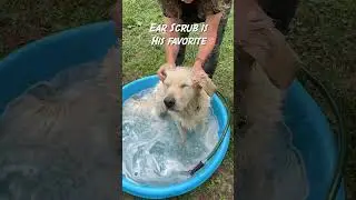 Spa Day for Timber #goldenretriever #dogbath