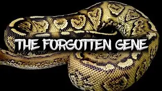 The 'Paint' Ball Python (The Forgotten Gene)