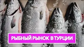 Рыбный рынок в Турции 2023 | Турок рассказал какая рыба САМАЯ ВКУСНАЯ | Эрдемли (Мерсин)