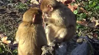 Zoo Wroclaw#conflict in the monkey family