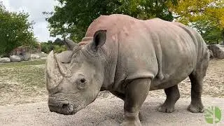 13-Year-Old White Rhino Sabi Expecting Her First Calf